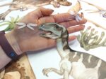 Naklejki na ścianę dla dzieci Dinozaury T-REX - obrazek 7